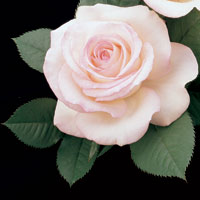 Moonstone
Photo Courtesty of © Weeks Roses.