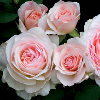 Morden Blush
Photo Courtesty of © Weeks Roses.