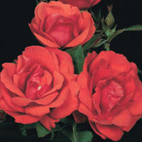 Morden Fireglow
Photo Courtesty of © Weeks Roses.