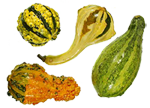 Gourds