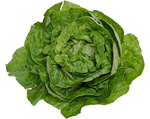 Lettuce