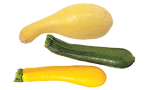Summer Squash
