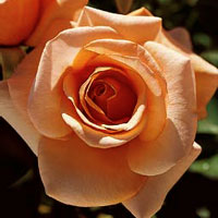 Brandy