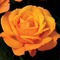 Good as Gold
Photo Courtesty of © Weeks Roses.