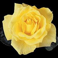Mellow Yellow