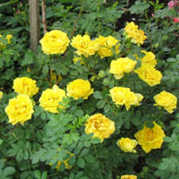 Persian Yellow