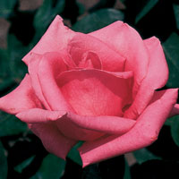 Pink Peace
Photo Courtesty of © Weeks Roses.