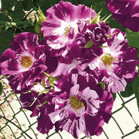 Purple Splash
Photo Courtesty of © Weeks Roses.