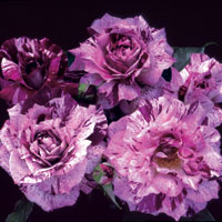 Purple Tiger
Photo Courtesty of © Weeks Roses.