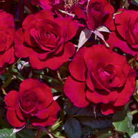 Ruby Ruby
Photo Courtesty of © Weeks Roses.