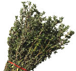 Thyme